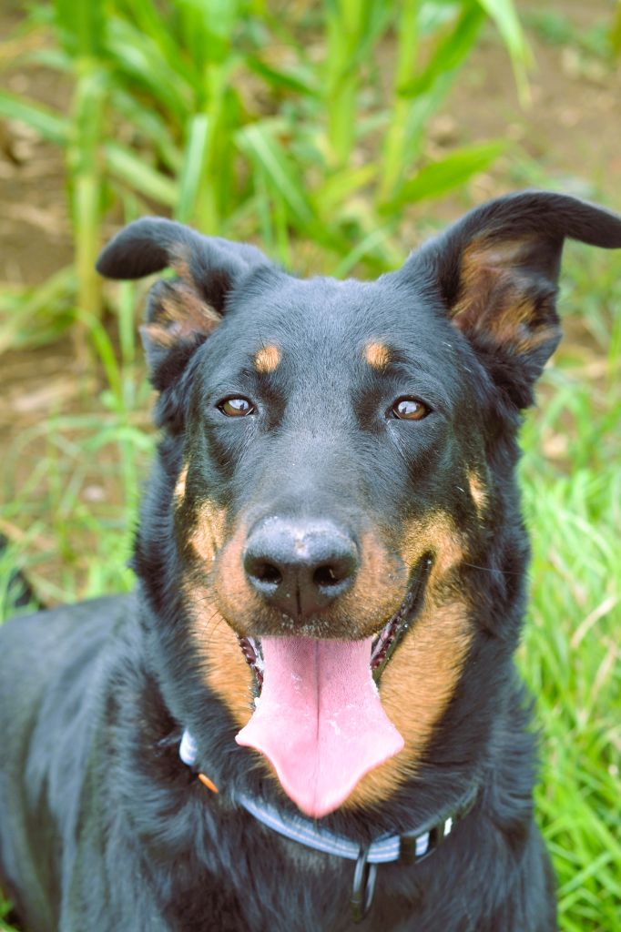 P'raïka d'orion de la Sierra du Cantal