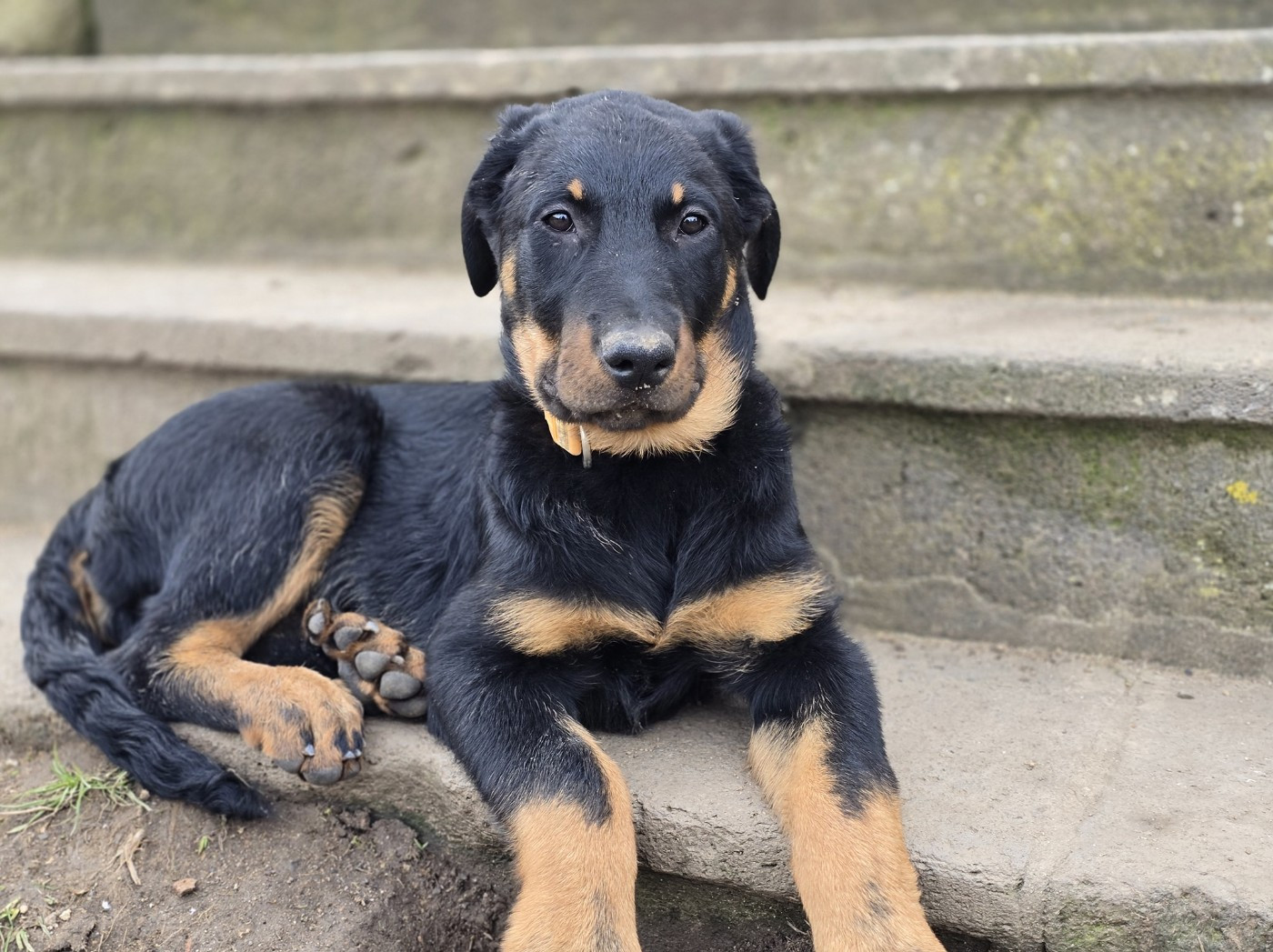 Alnitak Des Veilleurs D'Orion