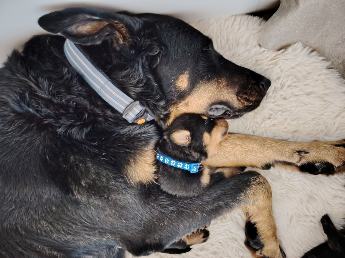 Des Veilleurs D'Orion - Berger de Beauce - Portée née le 29/11/2025