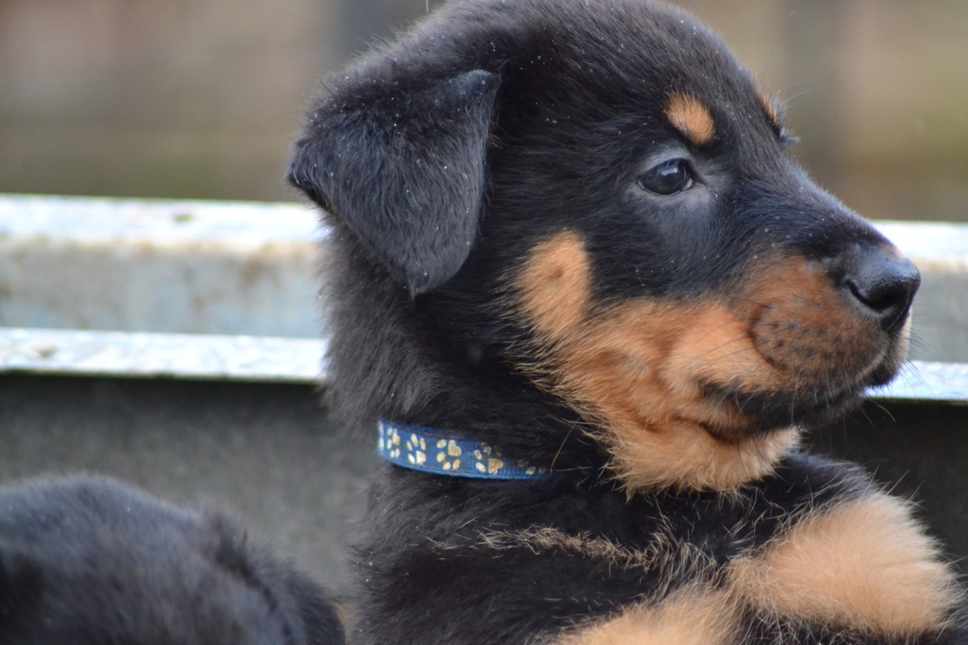 Des Veilleurs D'Orion - Chiots disponibles - Berger de Beauce