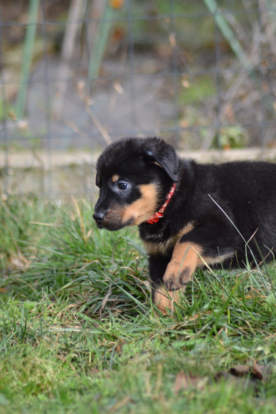 Des Veilleurs D'Orion - Chiots disponibles - Berger de Beauce