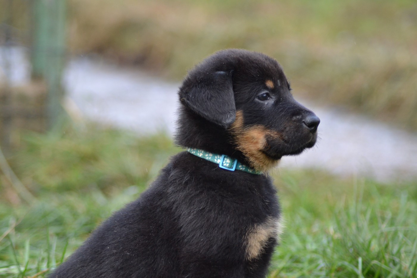 Des Veilleurs D'Orion - Chiots disponibles - Berger de Beauce