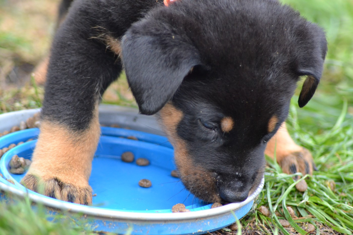 Des Veilleurs D'Orion - Chiots disponibles - Berger de Beauce
