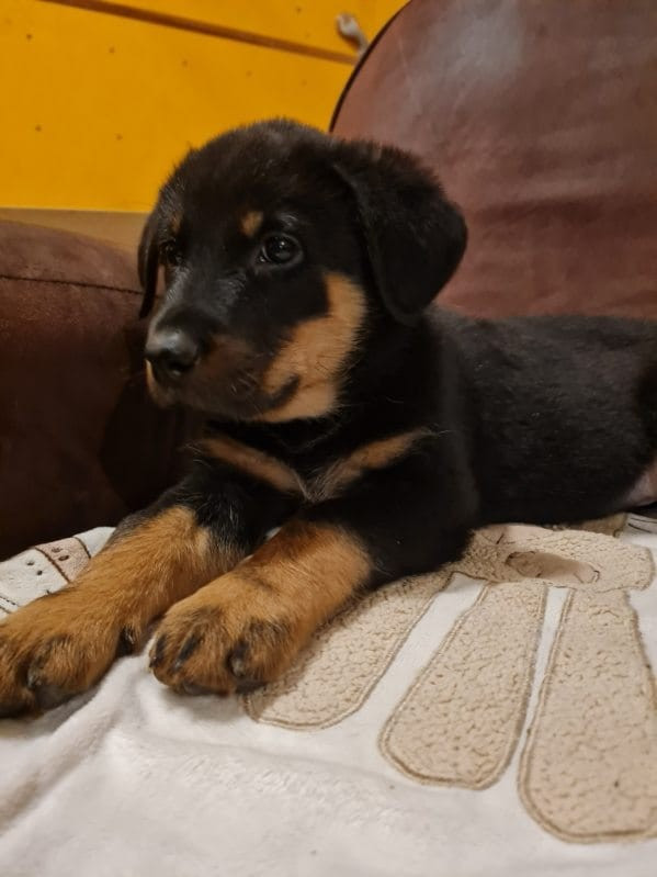 Des Veilleurs D'Orion - Chiots disponibles - Berger de Beauce