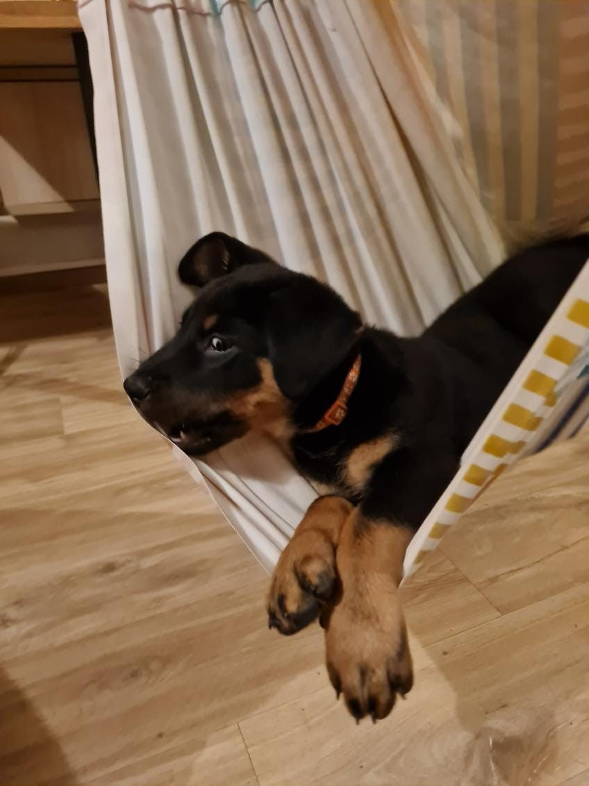 Des Veilleurs D'Orion - Chiots disponibles - Berger de Beauce