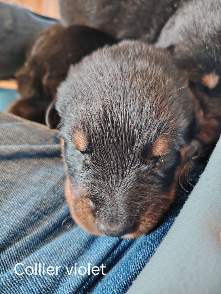 Des Veilleurs D'Orion - Chiots disponibles - Berger de Beauce