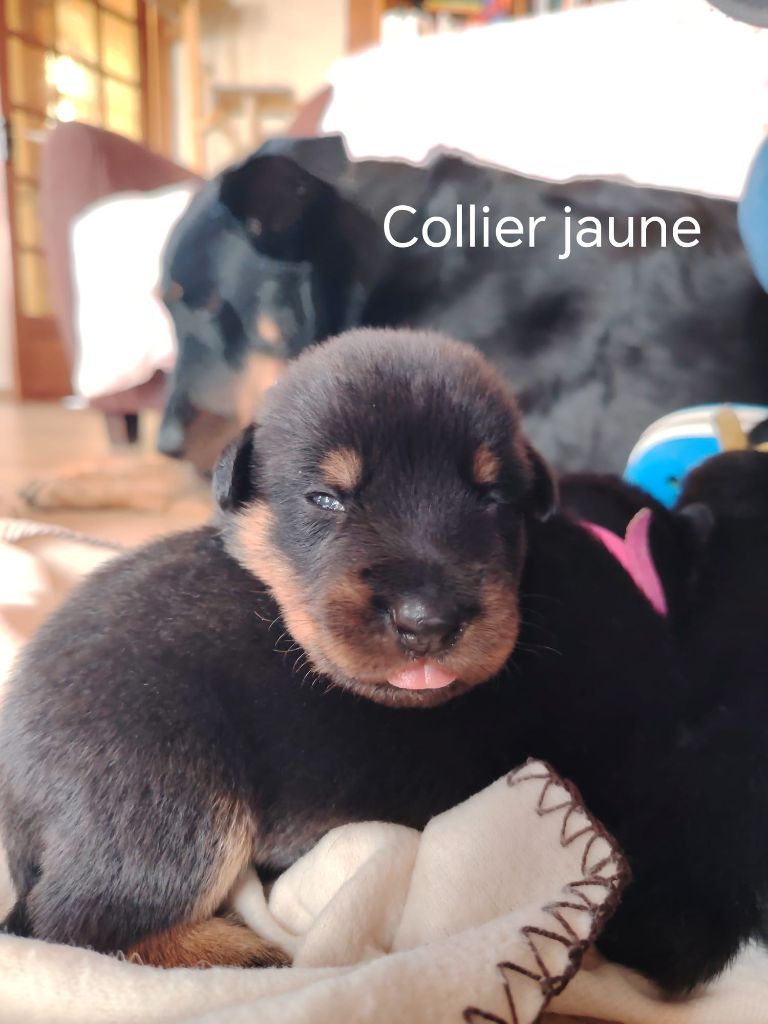 Des Veilleurs D'Orion - Chiots disponibles - Berger de Beauce