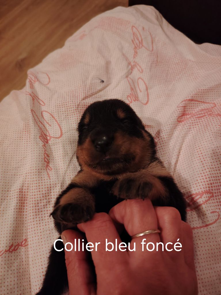 Des Veilleurs D'Orion - Chiots disponibles - Berger de Beauce