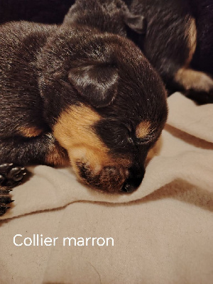 Collier vert fluo (ex marron)