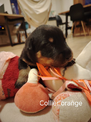 Collier orange